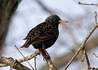 Starling-0006.jpg