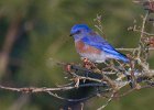 WBluebird-0001.jpg