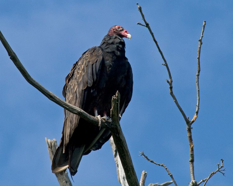 TurkeyVulture-0002