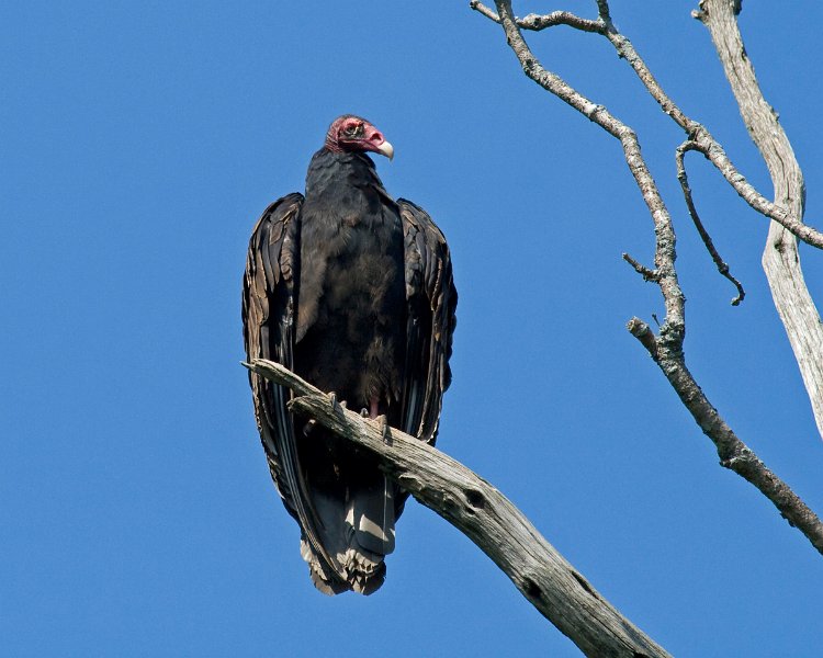 TurkeyVulture-0003