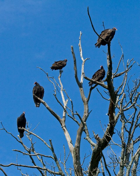 TurkeyVulture-0004