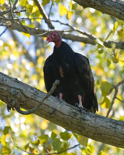 TurkeyVulture-0007