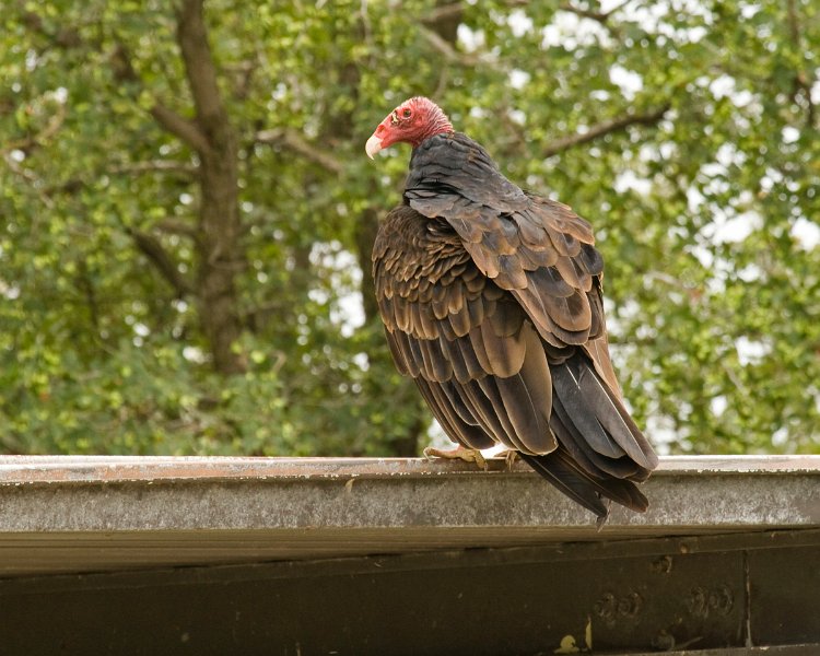 TurkeyVulture-0008