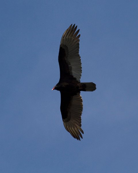 TurkeyVulture-0010