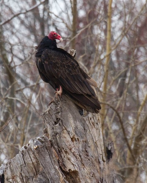 TurkeyVulture-0012