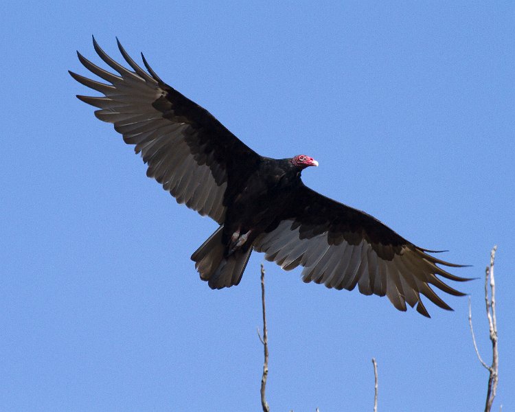 TurkeyVulture-0014