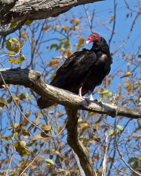 TurkeyVulture-0015