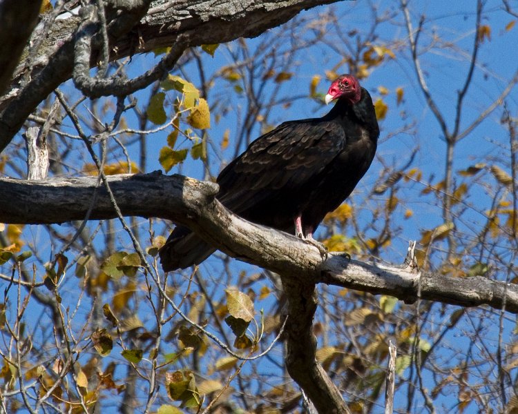 TurkeyVulture-0016