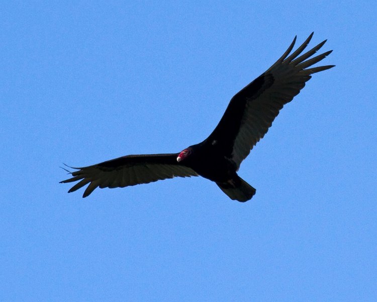 TurkeyVulture-0017