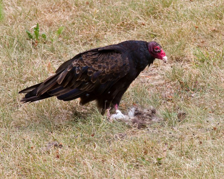 TurkeyVulture-0019