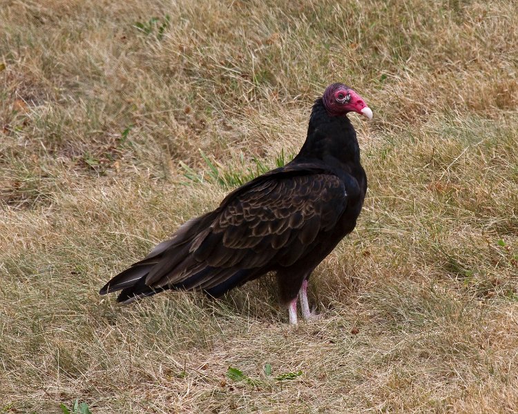 TurkeyVulture-0020