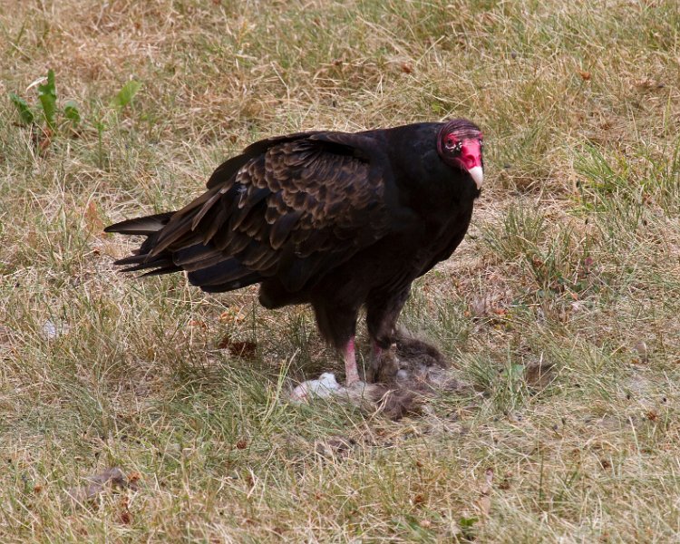 TurkeyVulture-0021