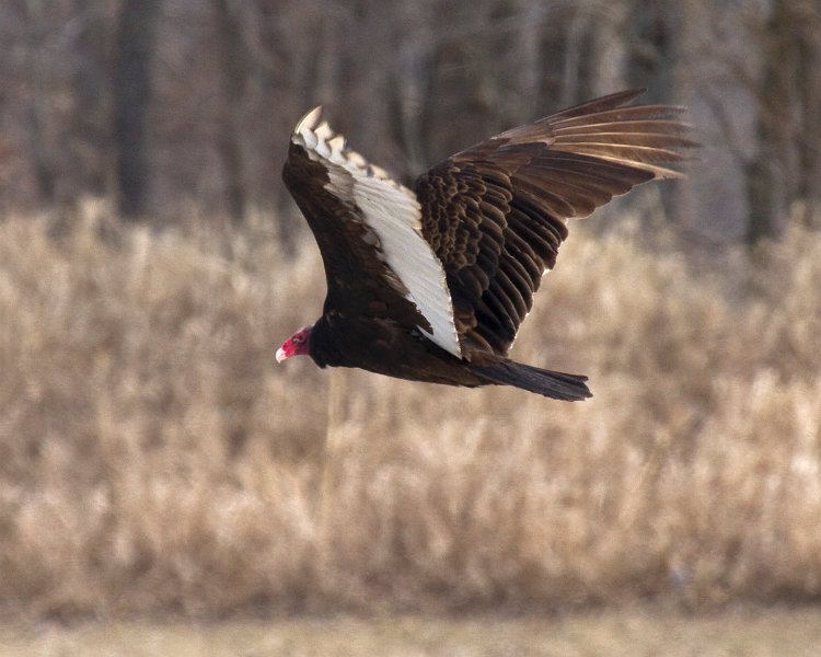 TurkeyVulture-0024