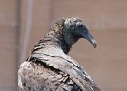 BlkVulture-0001.jpg