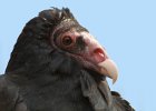 TurkeyVulture-0001.jpg