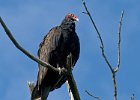 TurkeyVulture-0002.jpg