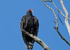 TurkeyVulture-0003.jpg