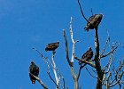 TurkeyVulture-0004.jpg