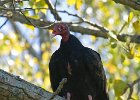 TurkeyVulture-0007.jpg