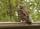 TurkeyVulture-0008.jpg