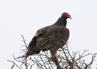 TurkeyVulture-0009.jpg