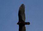 TurkeyVulture-0010.jpg