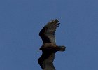 TurkeyVulture-0011.jpg