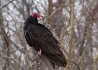 TurkeyVulture-0012.jpg