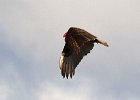 TurkeyVulture-0013.jpg