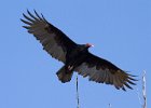 TurkeyVulture-0014.jpg