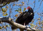 TurkeyVulture-0015.jpg