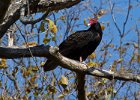 TurkeyVulture-0016.jpg