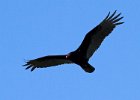 TurkeyVulture-0017.jpg