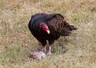 TurkeyVulture-0018.jpg