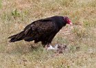 TurkeyVulture-0019.jpg