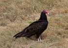 TurkeyVulture-0020.jpg