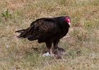 TurkeyVulture-0021.jpg