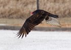 TurkeyVulture-0023.jpg