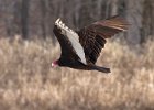 TurkeyVulture-0024.jpg