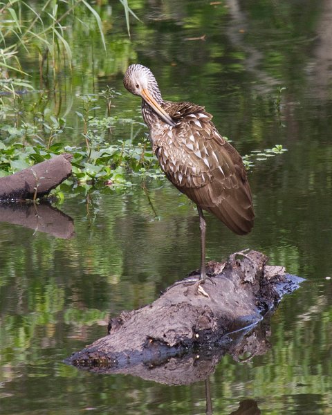 Limpkin-0002