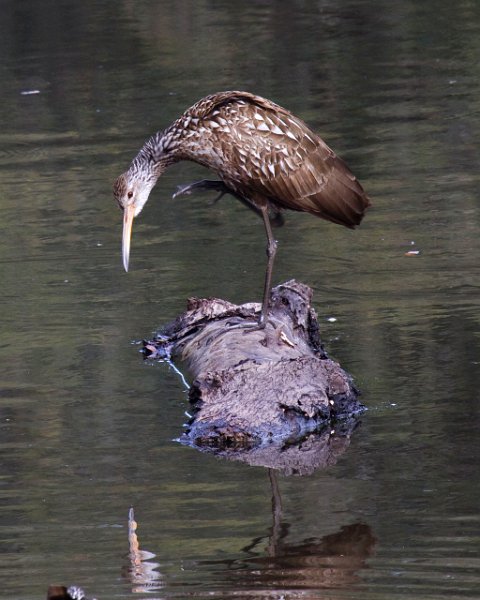 Limpkin-0003