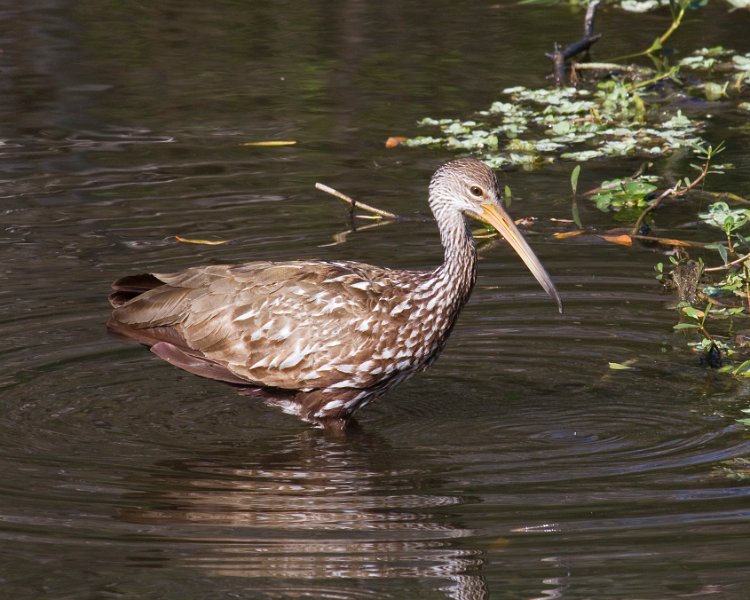 Limpkin-0004