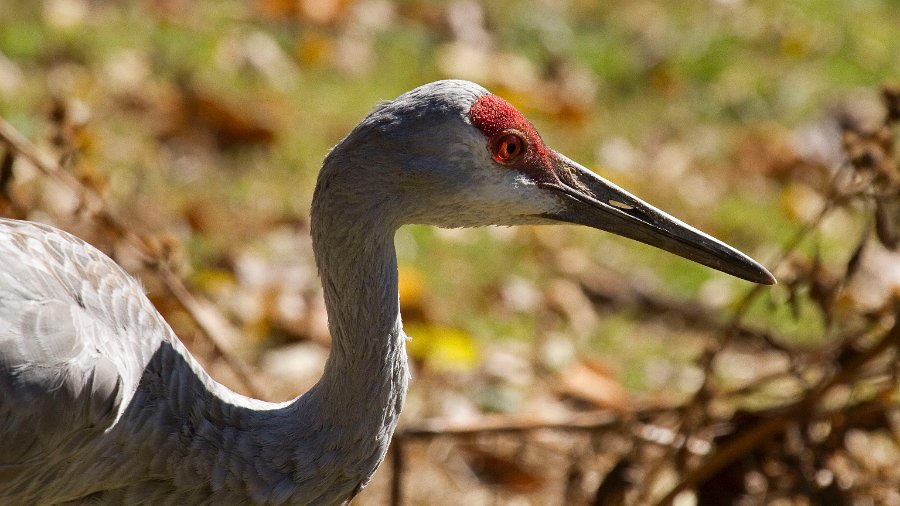 SandhillCrane-0001