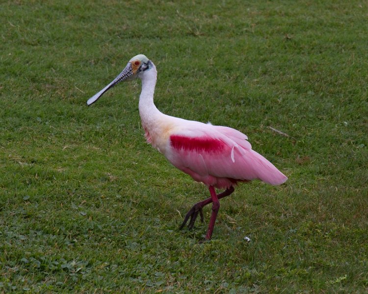 Spoonbill-0006