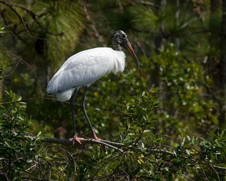 WoodStork-0001