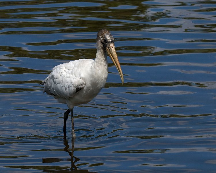 WoodStork-0002