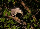 BCNHeron-0010.jpg