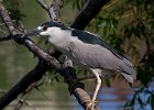 BCNHeron-0014.jpg