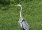 GBHeron-0045.jpg