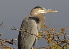 GBHeron-0056.jpg